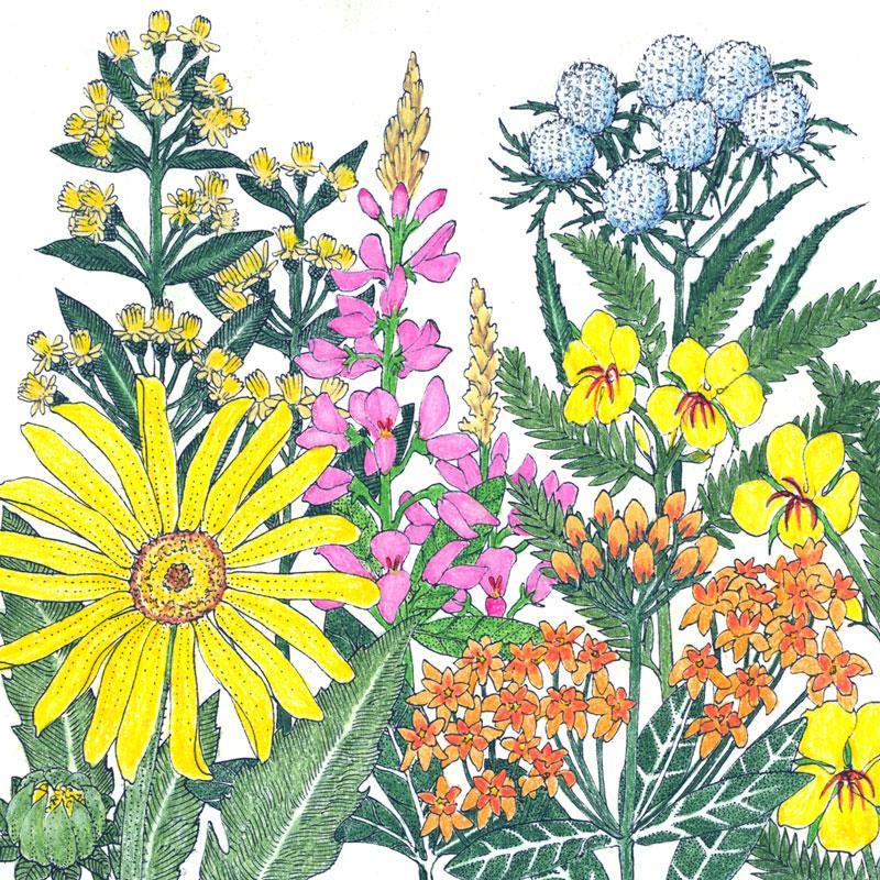 Native wildflower mix flower seeds for North American clay soil, from Grow Organic, shown in a clear image.