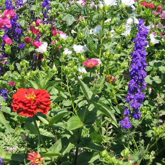 Grow Organic North American Hummingbird Garden Wildflower Mix flower seed packet with colorful wildflowers for attracting hummingbirds.
