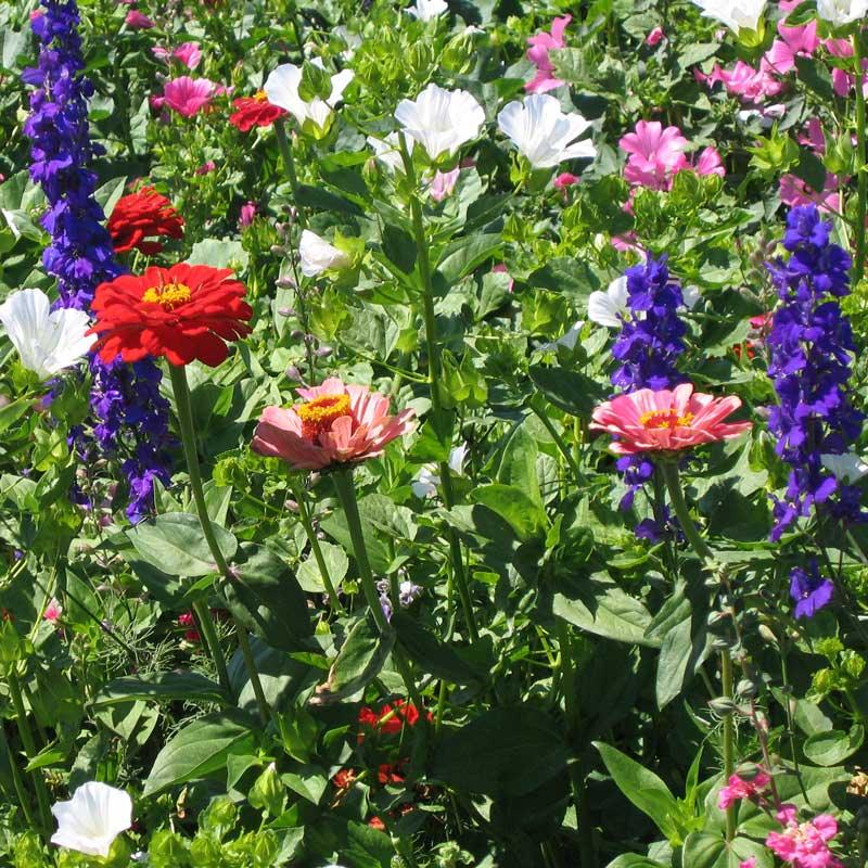 North American hummingbird garden wildflower mix flower seeds by Grow Organic, showing colorful seed packet for attracting hummingbirds.