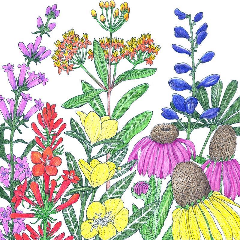 North American native wildflower mix flower seeds by Grow Organic, showing a variety of colorful perennial wildflowers.