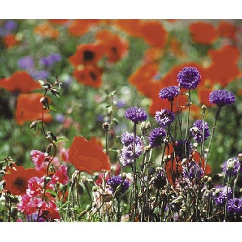 North American Shade Wildflower Mix flower seed packet by Grow Organic, showcasing colorful wildflower seeds for shaded garden areas.