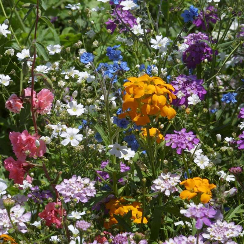 North American Shade Wildflower Mix flower seeds by Grow Organic, showcasing a variety of colorful wildflower seeds for shaded gardens.