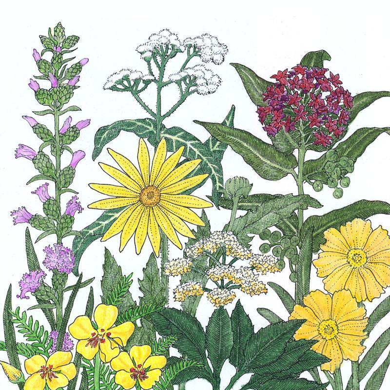Northeast Native Wildflower Mix flower seeds by Grow Organic in a 1/4 lb package, showcasing colorful native wildflower seed packets.