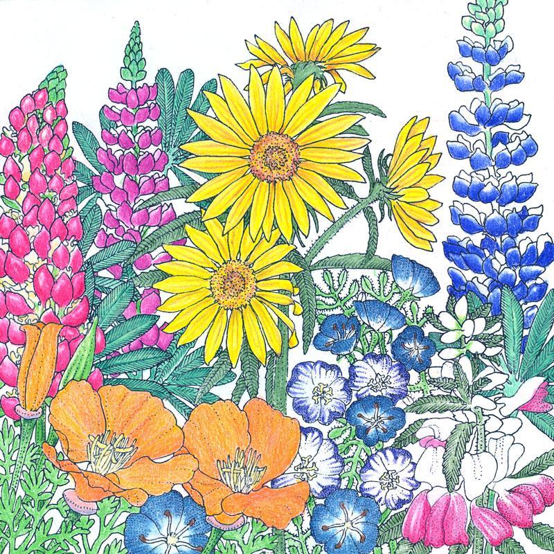 Northwest Native Wildflower Mix flower seeds by Grow Organic, showing a variety of wildflower seed packets for planting.