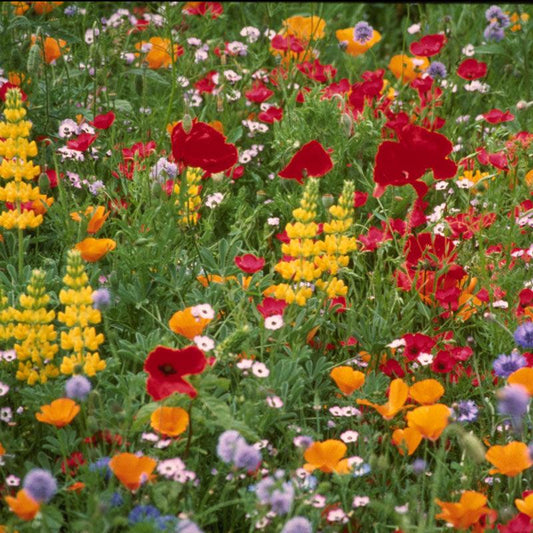 Grow Organic Northwest Wildflower Mix flower seed packet, 1/4 lb, showcasing colorful wildflowers for natural garden growth.