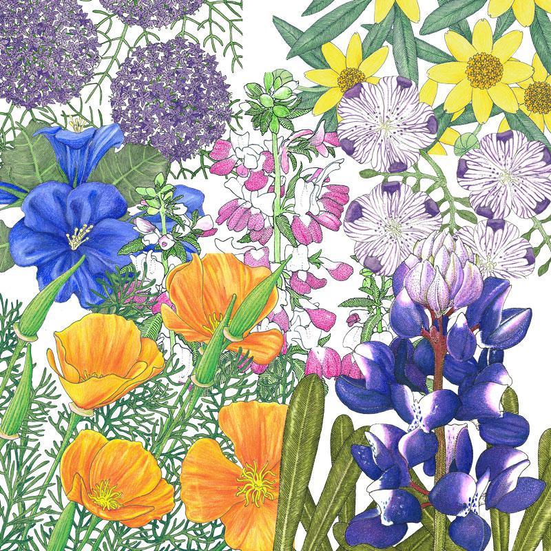 Grow Organic Peaceful Valley California Native Pollinator Blend flower seeds in a bag, ideal for supporting local pollinators.