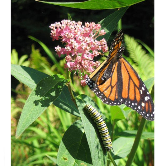 Grow Organic Peaceful Valley Save the Monarch flower seed kit for Midwest to Northeast, featuring seed packets for butterfly-friendly blooms.