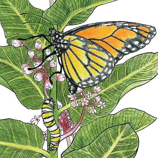 Grow Organic Peaceful Valley Save the Monarch flower seed kit for Northwest, featuring 1/8 lb of native bloom seeds.