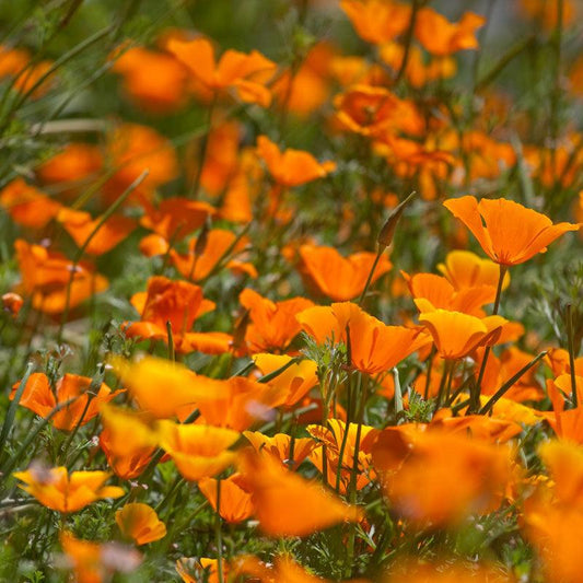 Golden California poppy flower seeds by Grow Organic, 1/4 lb, showing vibrant orange poppy seed packets and blooming flowers.