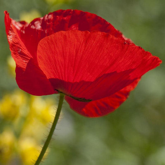 Poppy Corn flower seeds from Grow Organic, 1/4 lb, showing vibrant poppy flowers and seed packets for garden planting.