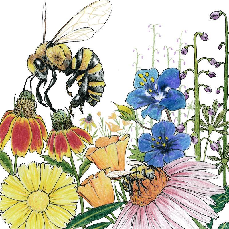 Wildflower Mix flower seeds by Grow Organic, Save the Bees blend, 1/4 lb, showing colorful wildflower seed packet for bee-friendly gardens.