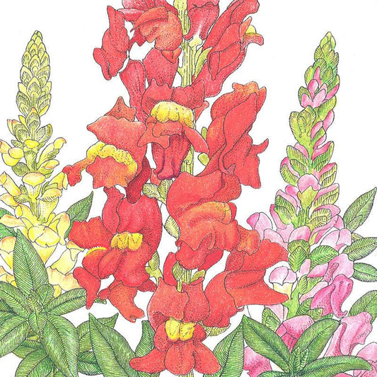 Grow Organic spurred Snapdragon flower seeds in a 1/4 lb package, showcasing vibrant flower buds and green foliage.