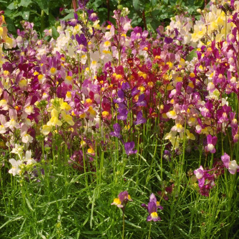 Grow Organic spurred snapdragon flower seeds, 1/4 lb package, showcasing vibrant, blooming snapdragon flowers in a garden setting.