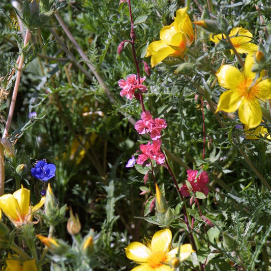Southwest Native Wildflower Mix flower seeds by Grow Organic, showing colorful native wildflower seeds in a 1/4 lb package.