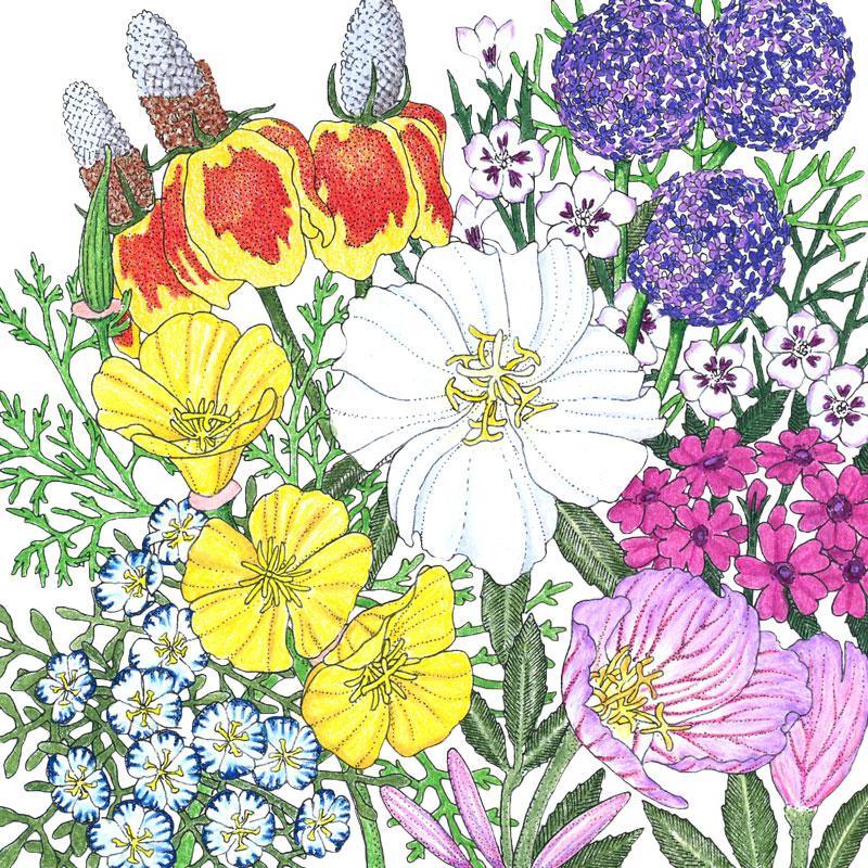 Grow Organic Southwest Wildflower Mix flower seeds in 1/4 lb package, vibrant wildflowers for natural garden beauty