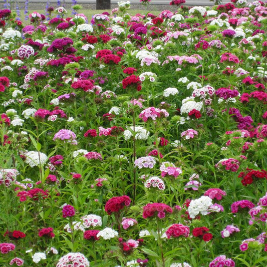 Sweet William flower seeds from Grow Organic, 1/4 lb package, showing vibrant flower seed packets for garden planting