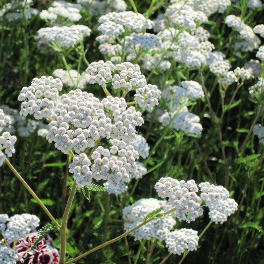 White Yarrow flower seeds from Grow Organic, showing blooming white yarrow flowers and green foliage.