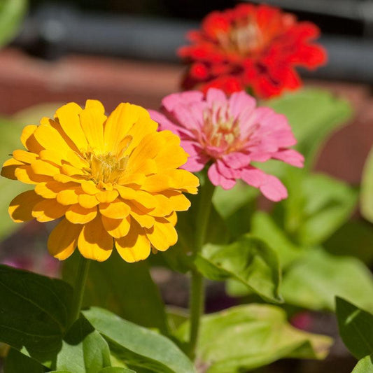 Grow Organic Zinnia California Mix flower seeds in a packet, featuring colorful blooms ideal for garden planting.