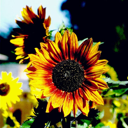 Organic Autumn Beauty Sunflower Seeds pack by Grow Organic, showing vibrant sunflower seeds ready for planting.