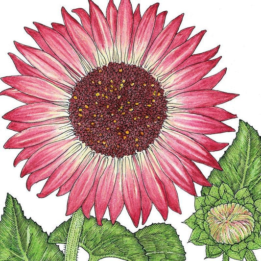 Organic Evening Colors Sunflower Seeds from Grow Organic, packaged flower seeds for vibrant sunflower growth.
