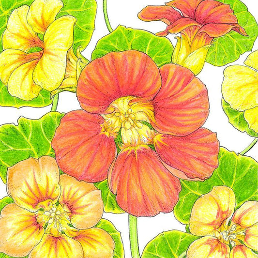Organic Kaleidoscope Mix Nasturtium flower seeds in a packet, showcasing colorful seed packaging from Grow Organic.