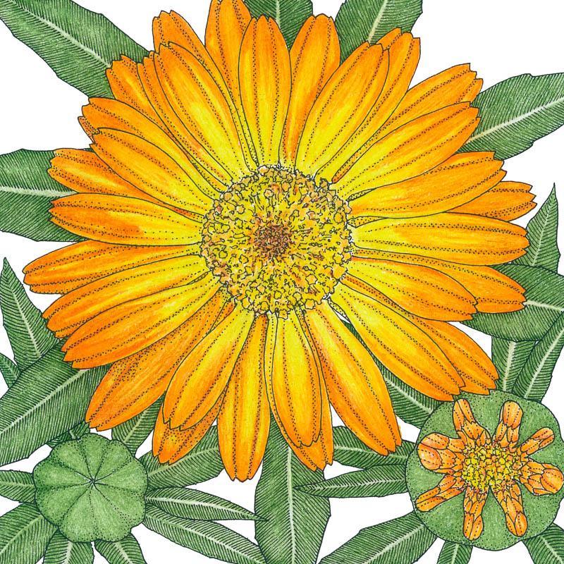 Organic orange Calendula flower seeds in a Grow Organic packet, ready for planting in your garden.