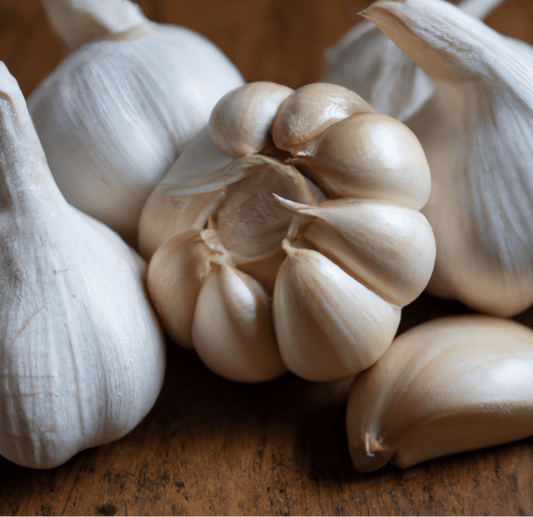 Organic German White Garlic from Grow Organic, whole fresh garlic bulb with white papery skin, ideal for cooking and flavoring.