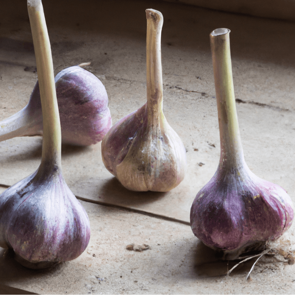 Organic Red Chesnok garlic bulb from Grow Organic, showcasing vibrant red cloves and fresh garlic skin.