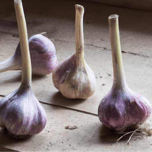 Organic Red Chesnok garlic bulb from Grow Organic, showcasing vibrant red cloves and fresh garlic skin.