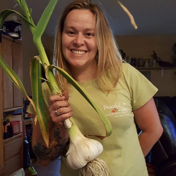 Organic Elephant Garlic bulb from Grow Organic, large garlic bulb with multiple cloves, fresh and natural for cooking.