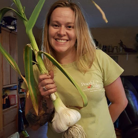 Organic Elephant Garlic bulb from Grow Organic, large garlic bulb with multiple cloves, fresh and natural for cooking.