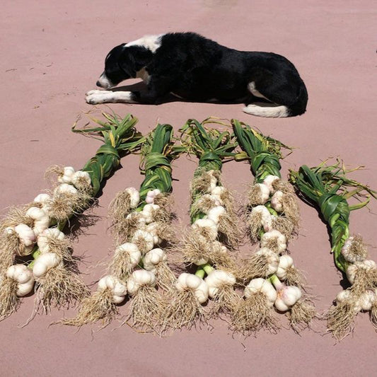 Organic Grow Organic Music garlic bulb, fresh and whole, packed in a pound for cooking and flavoring.