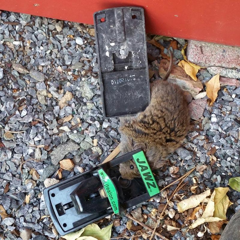 Grow Organic Jawz Rat Trap for pest control, showing the sturdy trap designed to catch rats effectively.