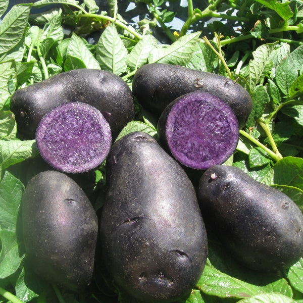 Organic Black Berry Seed Potato from Grow Organic, fresh whole potatoes for planting or cooking, shown in a natural setting.