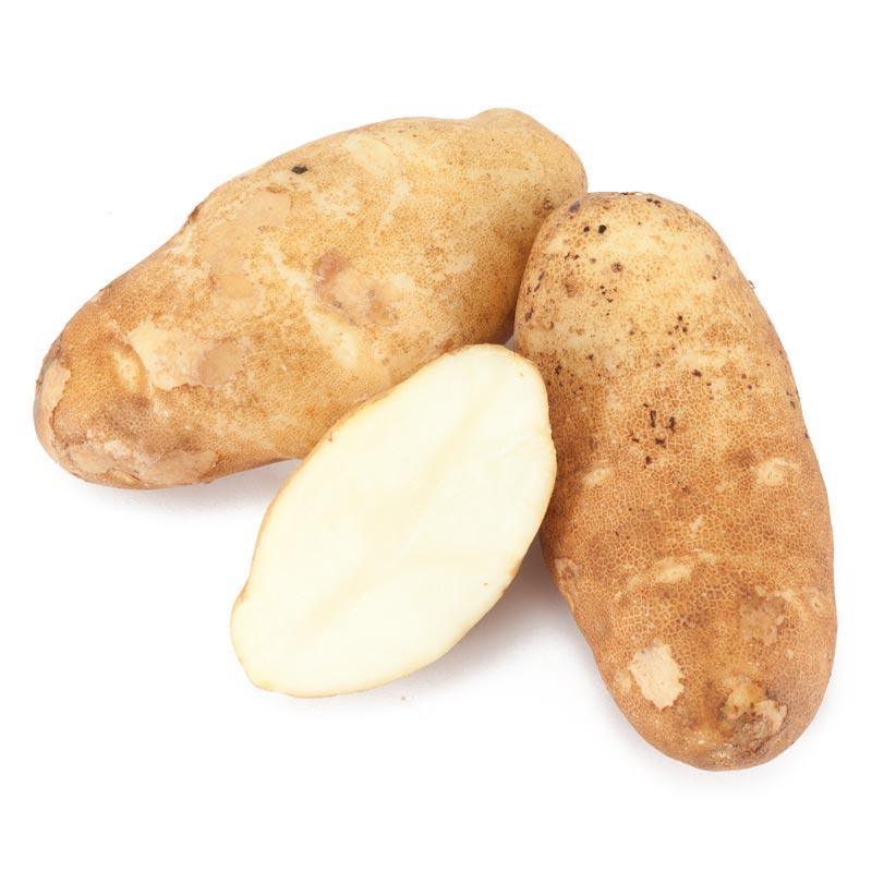 Organic Burbank Russet seed potatoes from Grow Organic, fresh potatoes with earthy skin and firm flesh for planting or cooking.