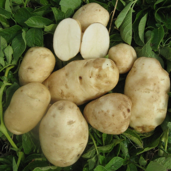 Organic Green Mountain Seed Potato from Grow Organic, fresh green potatoes ready for planting or cooking.
