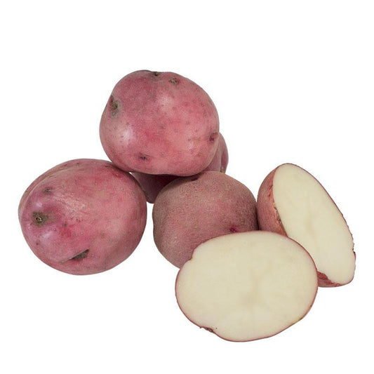 Organic Norland Red Seed Potato from Grow Organic, fresh red-skinned potatoes in a clear bag, ready for planting or cooking.