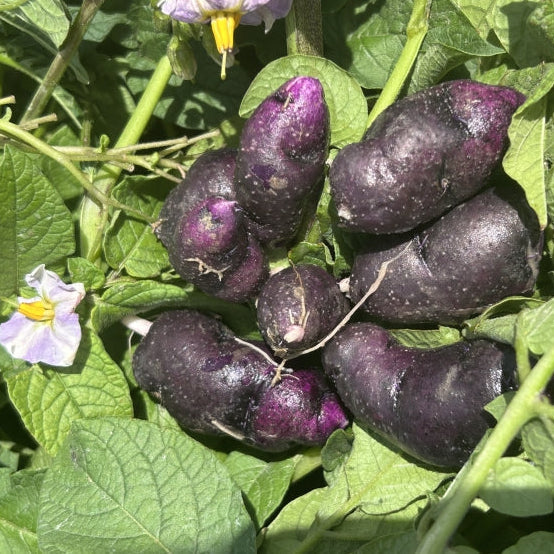 Organic purple violet seed potato from Grow Organic, fresh whole potatoes for planting or cooking, displayed in a natural setting.