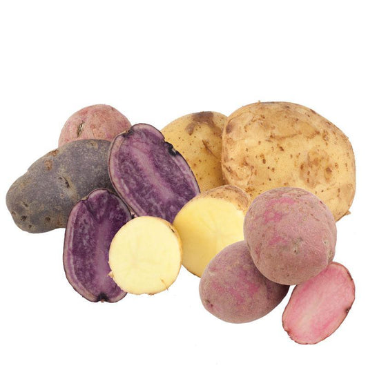 Organic Rainbow Mix seed potatoes from Grow Organic, colorful potatoes ideal for planting and home gardening.