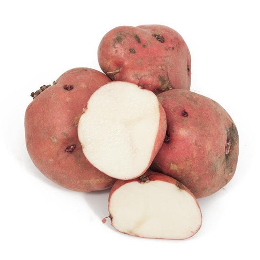 Organic Red Pontiac seed potato from Grow Organic, showing fresh, vibrant red-skinned potatoes suitable for planting.