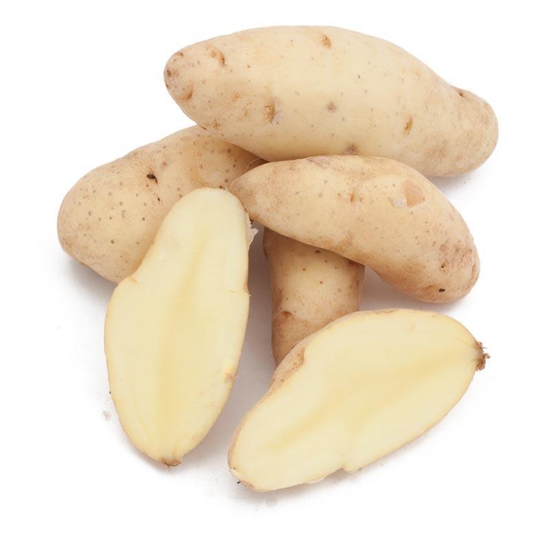 Organic Russian Banana Fingerling Seed Potatoes from Grow Organic, fresh and healthy potatoes for planting or cooking.