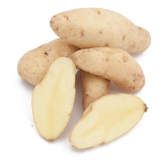 Organic Russian Banana Fingerling Seed Potatoes from Grow Organic, fresh and healthy potatoes for planting or cooking.