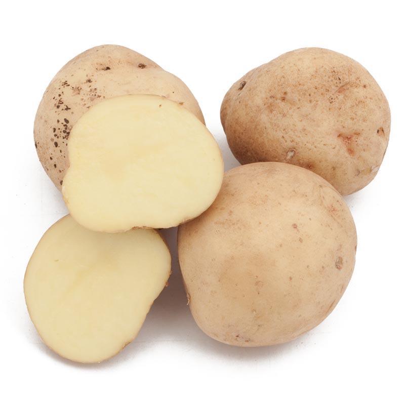 Organic Yukon Gold seed potato from Grow Organic, fresh yellow-skinned potatoes for planting or cooking.