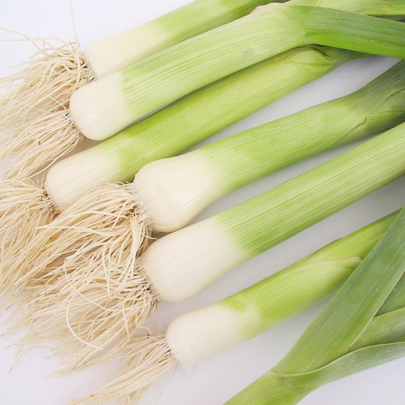 Organic American Flag leek seeds from Grow Organic, vegetable seeds pack showing vibrant seed packet with leek illustrations.