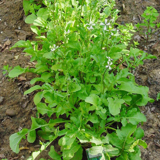 Organic Arugula Greens Seeds from Grow Organic, vegetable seeds pack showing fresh seed packet with arugula illustration.
