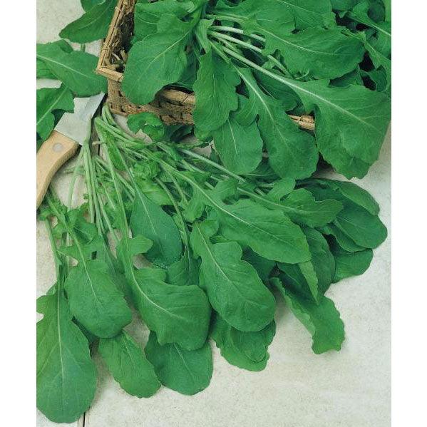 Arugula Greens Seeds (Organic) - Blessings Grow Meadows
