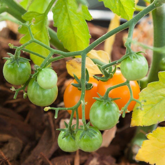 Organic bi-color cherry tomato seeds from Grow Organic, vegetable seeds pack with colorful cherry tomato seedlings.