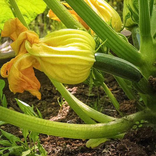 Organic Black Beauty Summer Squash Seeds from Grow Organic, fresh vegetable seeds for planting and gardening.