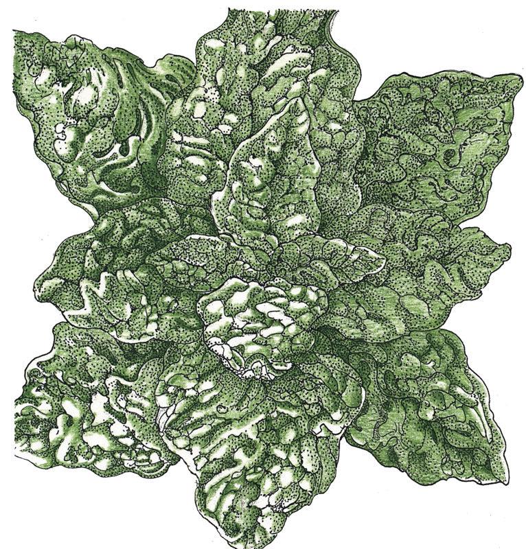 Organic Bloomsdale Spinach Seeds by Grow Organic, fresh vegetable seeds for home gardening.