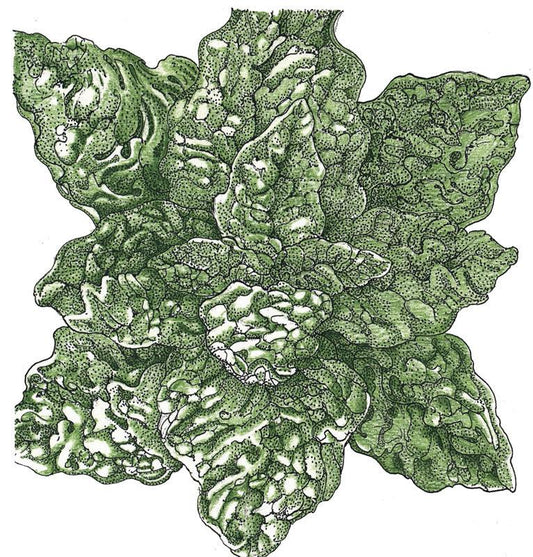 Organic Bloomsdale Spinach Seeds by Grow Organic, fresh vegetable seeds for home gardening.